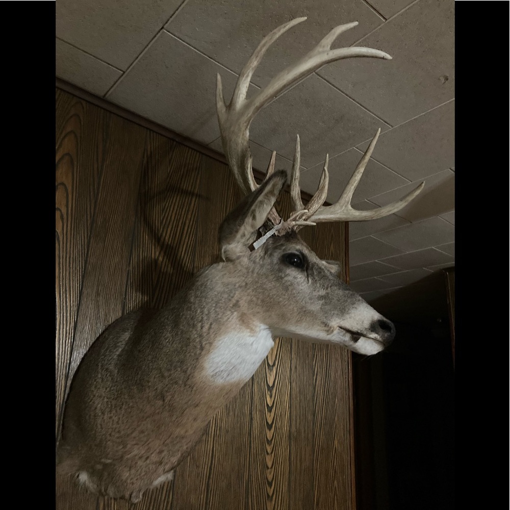 Mounted deer head